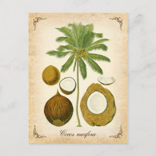 Carte Postale Palmier à coco - illustration vintage