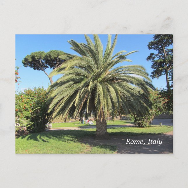 Carte Postale Palmier à Rome, Italie (Devant)