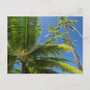 Carte Postale Palmier coco, Pu'uhonua o Honaunau 1