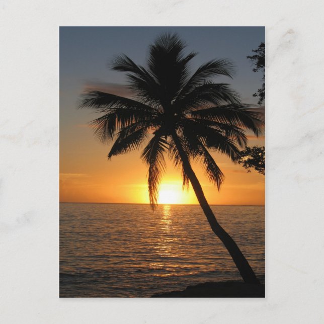 Carte Postale Palmier de coco couché de soleil Fidji paix et joi (Devant)