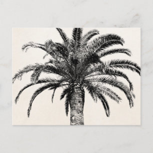 Carte Postale Palmier de l'île tropicale rétro en noir et blanc