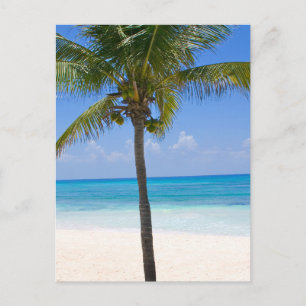 Carte Postale Palmier des Bahamas
