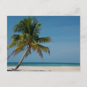 Carte Postale Palmier et plage de sable blanc  2