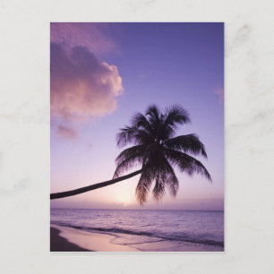 Carte Postale Palmier solitaire au coucher du soleil, plage de C