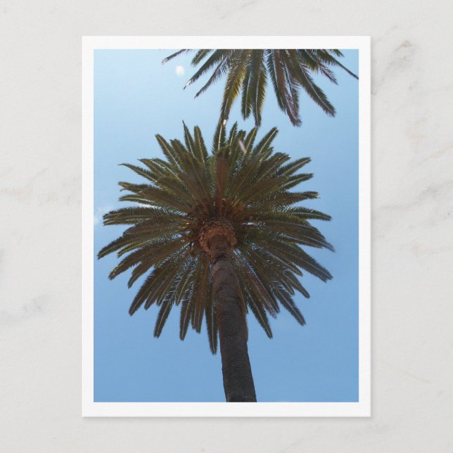 Carte Postale Palmiers (Devant)