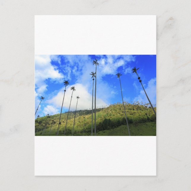 Carte Postale Palmiers de cire colombiens dans la vallée de Coco (Devant)