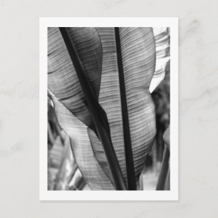 Carte Postale Palmiers en noir et blanc