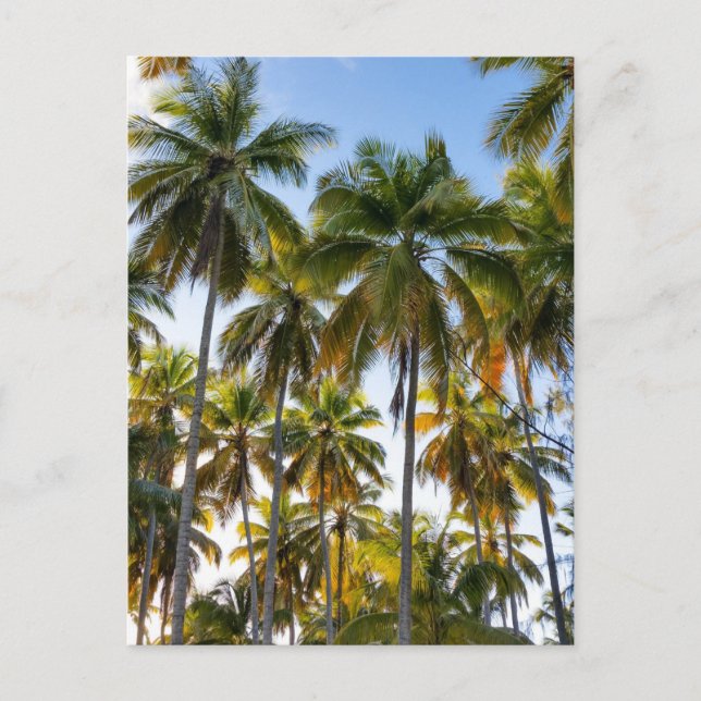 Carte Postale Palmiers Hawaiian Exotic Beach (Devant)