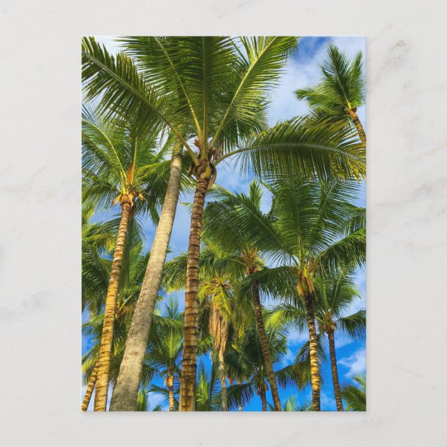 Carte Postale Palmiers Hawaiian Exotic Beach (Devant)