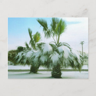 Carte Postale Palmiers neigeux en Seadrift Texas