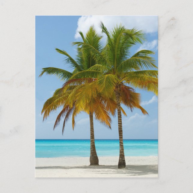 Carte Postale Palmiers pittoresques sur une plage tropicale (Devant)