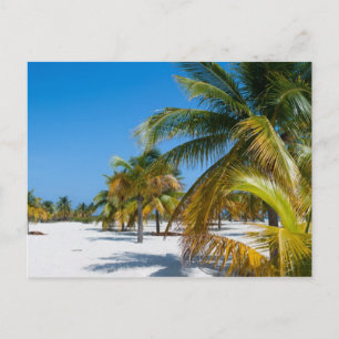 Carte Postale Palmiers sur la plage de l'océan