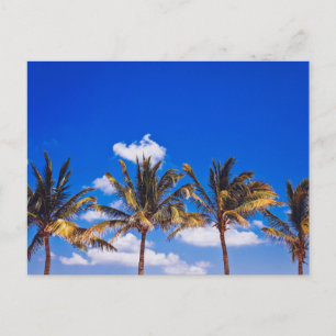 Carte Postale Palmiers sur la plage des Caraïbes, Riviera Maya T