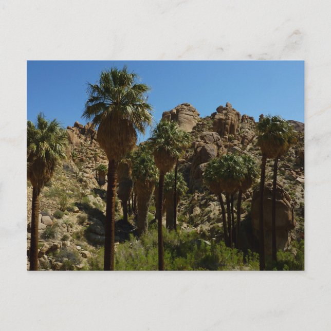 Carte Postale Palms perdus Oasis I au parc national de Joshua Tr (Devant)