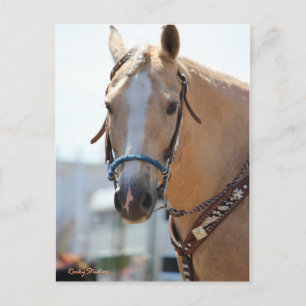 Carte Postale Palomino