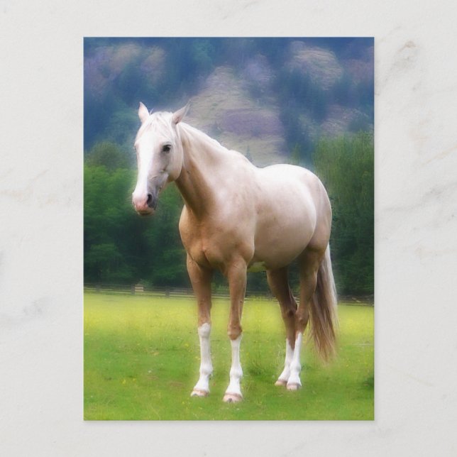 Carte Postale Palomino Dream Horse (Devant)