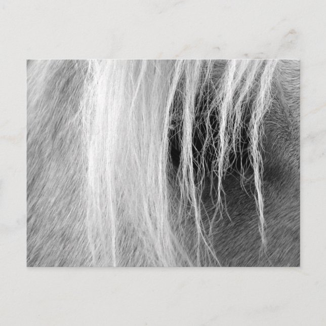 Carte Postale Palomino en noir et blanc (Devant)