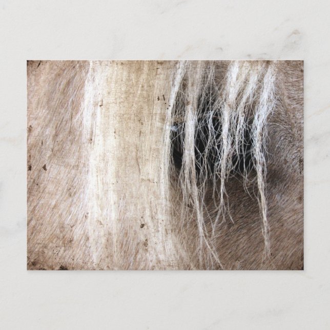 Carte Postale Palomino Grunge (Devant)