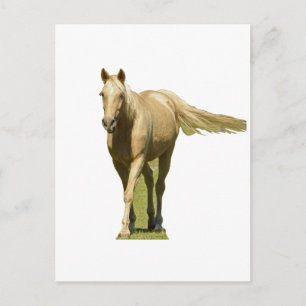 Carte Postale Palomino Horse