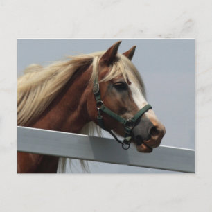 Carte Postale Palomino Horse