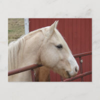 Palomino Horse Rouge Grange Rouge Porte Rouge