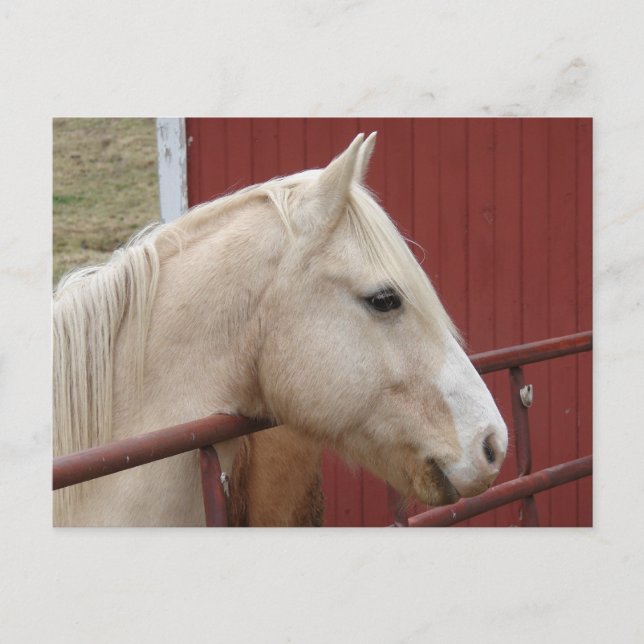 Carte Postale Palomino Horse Rouge Grange Rouge Porte Rouge (Devant)