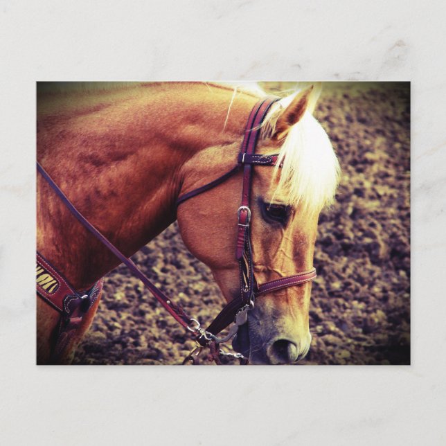 Carte Postale Palomino occidental (Devant)