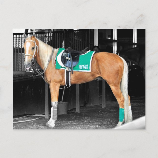 Carte Postale Palomino Pony au Belmont Park (Devant)