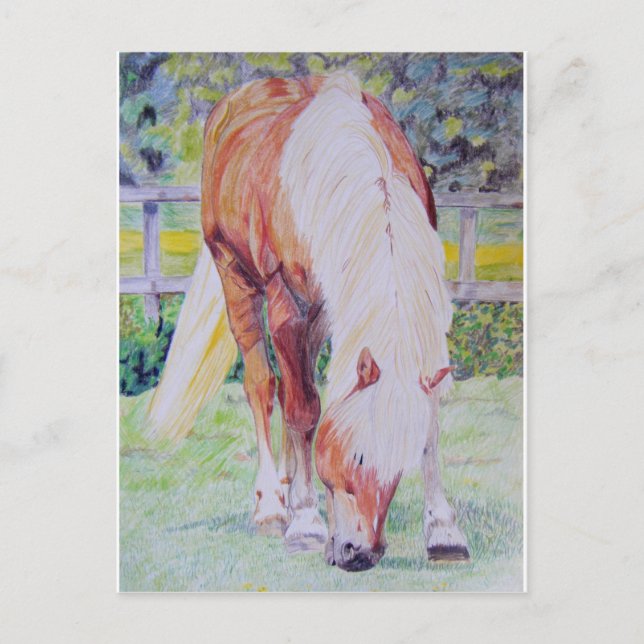 Carte Postale Palomino Princess (Devant)