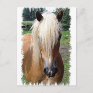 Carte postale Palomino Quarter Horse