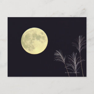 Carte Postale Pampas japonais Grass 2