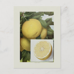 Carte Postale Pamplemousse
