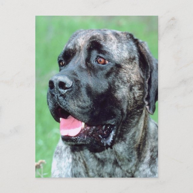 Carte Postale Panage de chien (Devant)