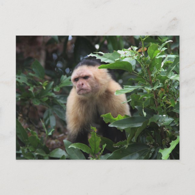 Carte Postale Panama, singe capucin dans la jungle (Devant)