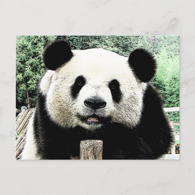 Carte Postale Panda (Devant)