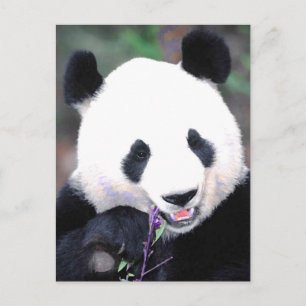Carte Postale Panda