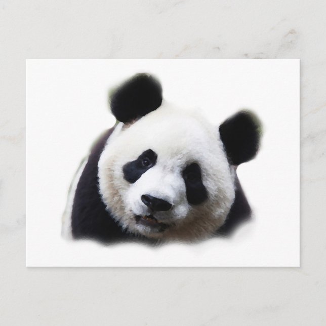 Carte Postale Panda (Devant)