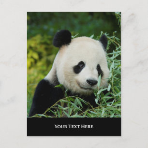 Carte Postale Panda