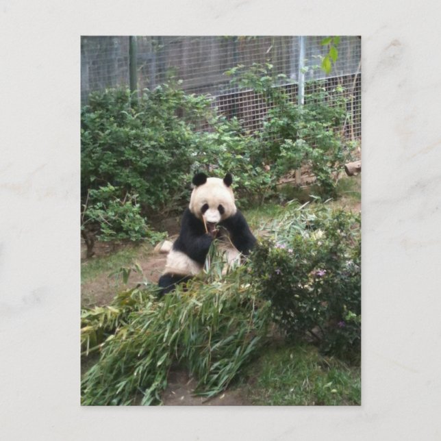 Carte Postale Panda (Devant)