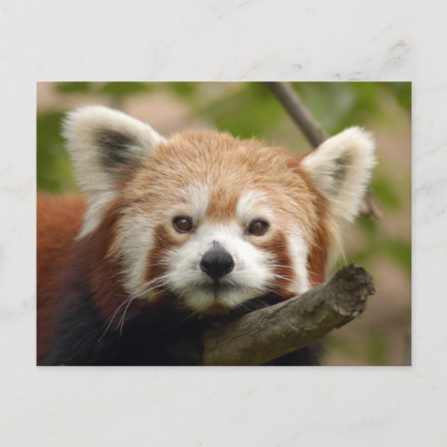 Carte Postale panda-010 (Devant)