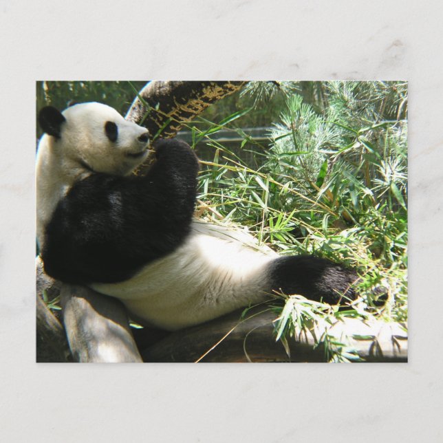 Carte Postale Panda au zoo de San Diego (Devant)