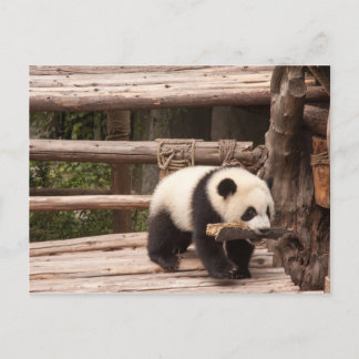 Carte postale Panda Bear