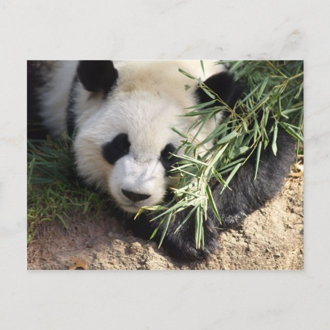 Carte Postale Panda Bear @ Zoo Atlanta (Devant)