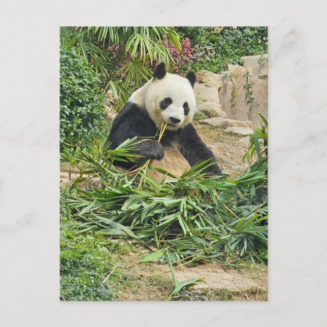 Carte Postale Panda eating bamboo view postcard (Devant)