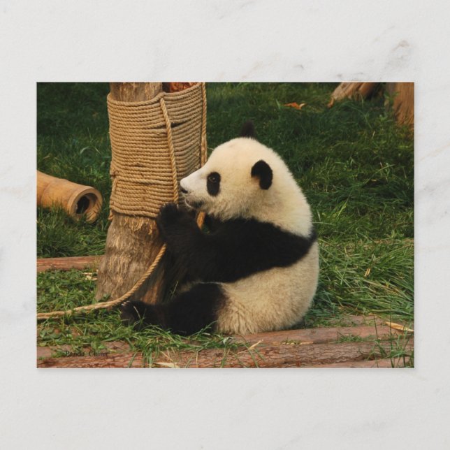 Carte Postale Panda géant (Devant)