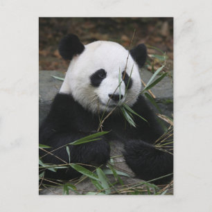 Carte Postale Panda géant