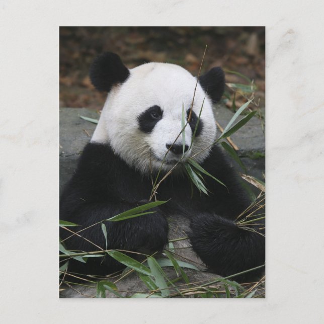 Carte Postale Panda géant (Devant)