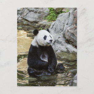 Carte Postale Panda géant