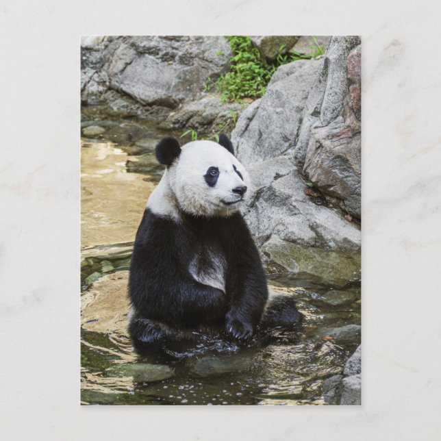 Carte Postale Panda géant (Devant)
