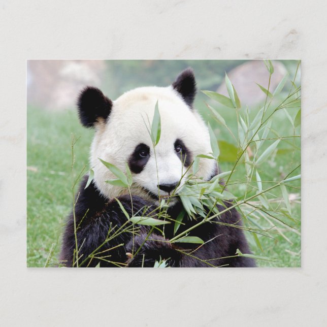 Carte postale Panda géant, animaux 0331. (Devant)